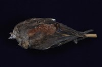 藏品(小水鴨)的圖片